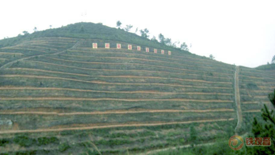 华祥苑茶叶基地