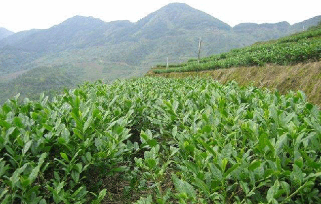 毛蟹茶与铁观音区别,毛蟹茶属于什么茶?