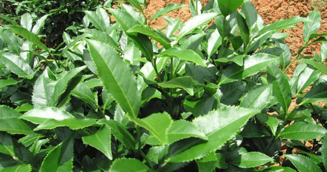 毛蟹茶与铁观音区别,毛蟹茶属于什么茶?