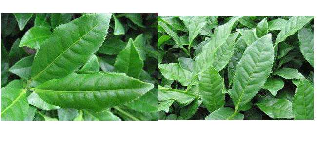 本山是什么茶?本山茶比铁观音如何?