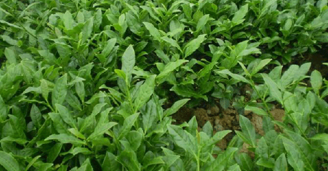 本山是什么茶?本山茶比铁观音如何?