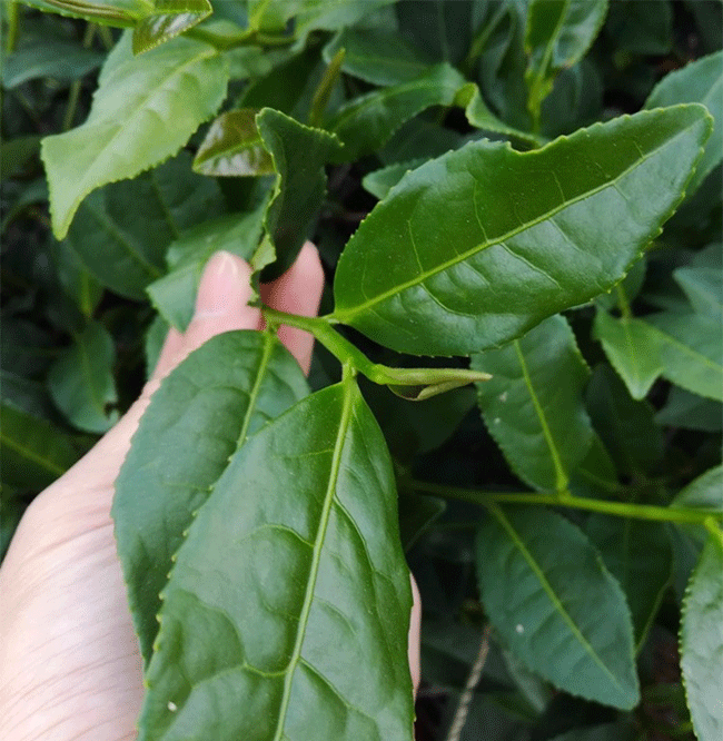 铁观音的制作工艺,传统制作工艺严格到什么程度?