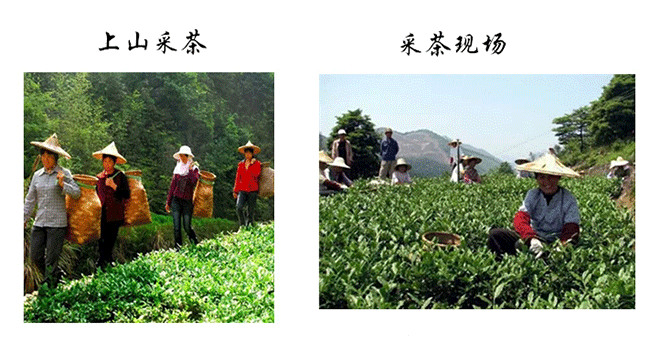 安溪铁观音手工茶的香气是这样来的