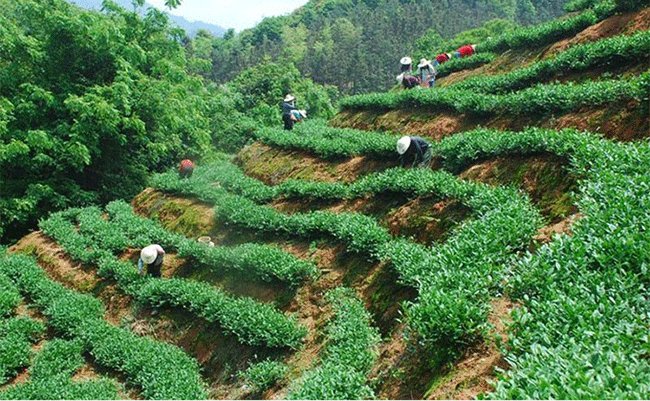 铁观音：怎么辨别手工茶与机器茶