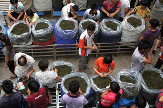 铁观音暑茶,如何辨别铁观音暑茶和秋茶?