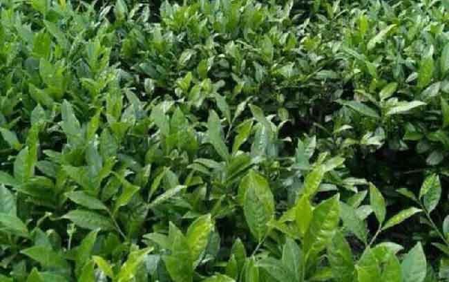 安溪铁观音的特点,闽南各种茶叶特点及产地分布