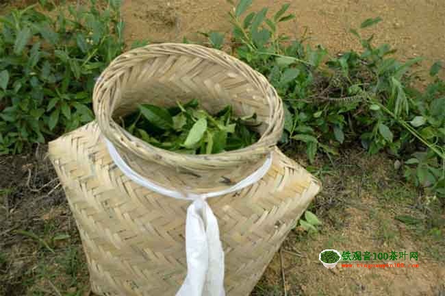 手工茶600一斤贵吗?手工价格问答
