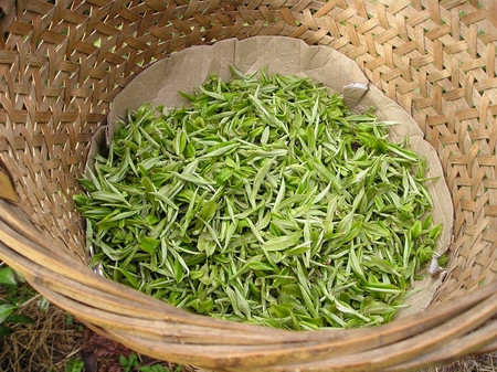 红茶 坦洋工夫品鉴